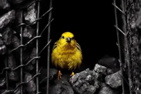 Deploy Canary