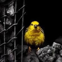 Deploy Canary